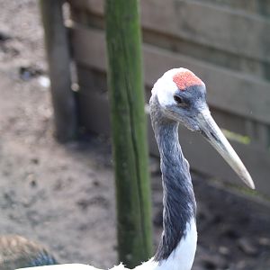 Red-crowned crane