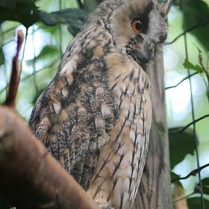 Long-eared owl