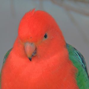 Male King parrot