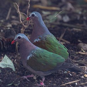 Grey-capped emerald dove : Waddesdon : 04 Oct 2019