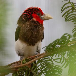 Brown-breasted barbet : Waddesdon : 04 Oct 2019