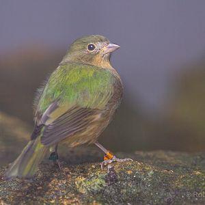 Painted bunting : Waddesdon : 04 Oct 2019