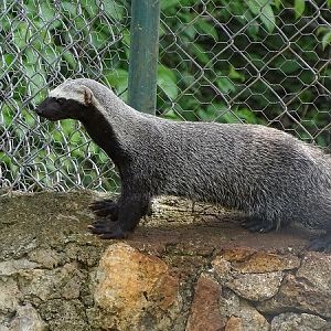 Greater grison (Galictis vittata)