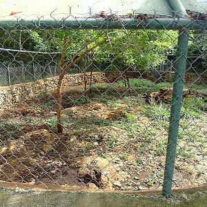 Greater grison enclosure