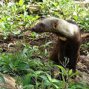 Tayra (Eira barbara)