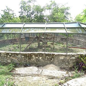 Tayra enclosure