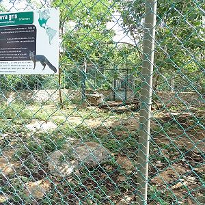 Grey Fox enclosure
