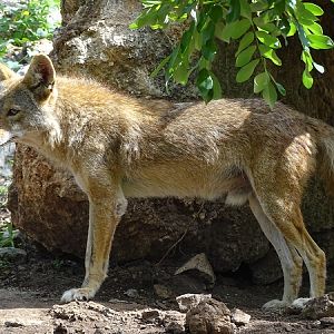 Coyote (Canis latrans)