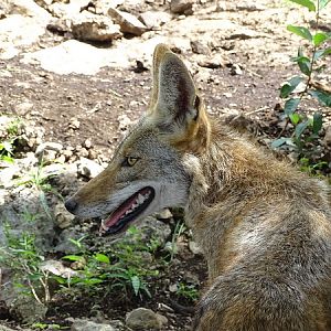 Coyote (Canis latrans)