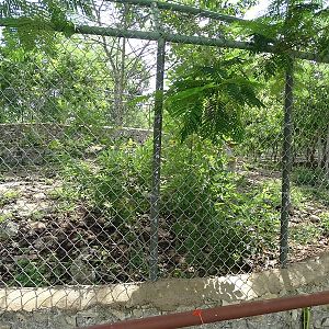 Coyote enclosure