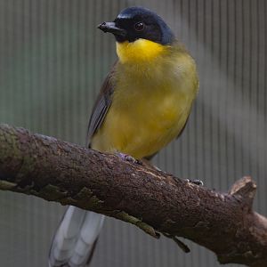 Blue-crowned laughingthrush : Waddesdon : 04 Oct 2019