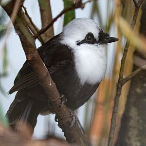 Sumatran laughingthrush : Waddesdon : 04 Oct 2019