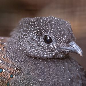 Rothschild’s peacock-pheasant : Waddesdon : 04 Oct 2019