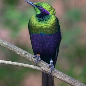 Emerald starling : Waddesdon : 04 Oct 2019