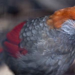 Red-tailed laughingthrush : Waddesdon : 04 Oct 2019