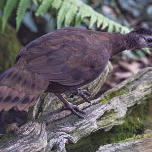 Palawan peacock-pheasant : Waddesdon : 04 Oct 2019