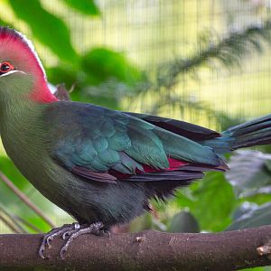 Fischer's turaco : Waddesdon : 04 Oct 2019