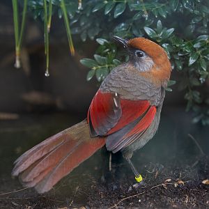 Red-tailed laughingthrush : Waddesdon : 04 Oct 2019