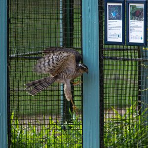 Sparrowhawk (wild) : Waddesdon : 04 Oct 2019