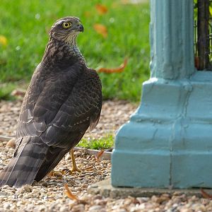 Sparrowhawk (wild) : Waddesdon : 04 Oct 2019