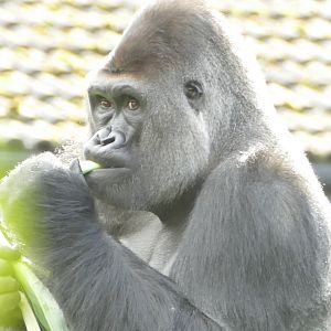 Kivu, Western lowland gorilla, October 2019