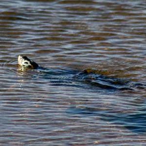 Diamondback Terrapin