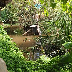 Turtle pond in the tropical house, 2019-08-04