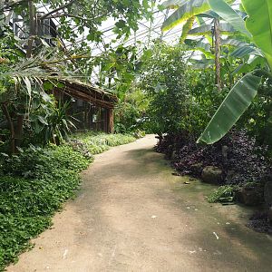 Pathway in tropical house, 2019-08-04