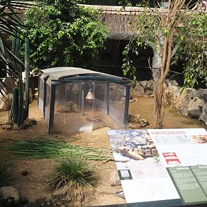 Leopard tortoise paddock, 2019-08-04