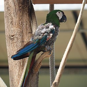 Severe macaw (Ara severus) with bad looking feathers, 2019-08-04