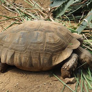 African spurred tortoise (Centrochelys sulcata) chewing on grass, 2019-08-04