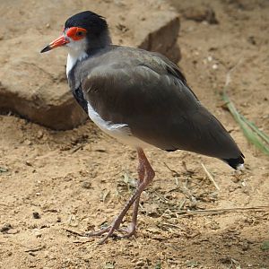 Masked lapwing x Southern lapwing hybrid (Vanellus miles miles x V. chilensis), 2019-08-04