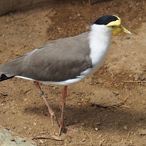Masked lapwing (Vanellus miles miles), 2019-08-04