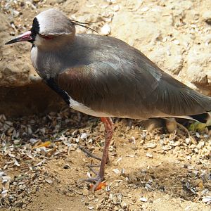 Southern lapwing (Vanellus chilensis), 2019-08-04