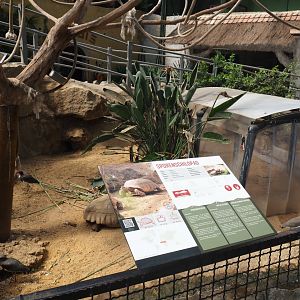 African spurred tortoise paddock, 2019-08-04