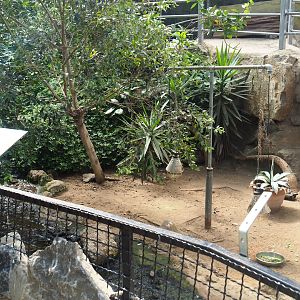 Hermann's tortoise paddock, 2019-08-04