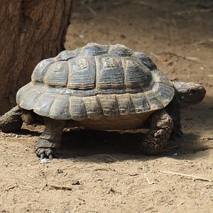 Hermann's tortoise (Testudo hermanni), 2019-08-04
