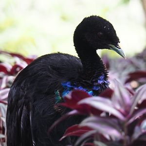 Grey-winged trumpeter (Psophia crepitans), 2019-08-04