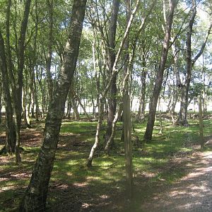 Arden Dyrepark - Deer exhibit #2
