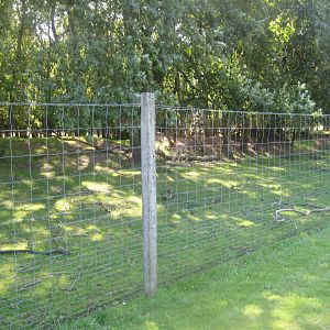 Arden Dyrepark - Deer exhibit #2