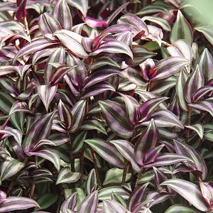 Inchplant leaves (Tradescantia zebrina), 2019-08-04