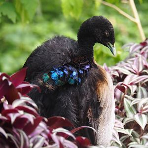 Grey-winged trumpeter (Psophia crepitans), 2019-08-04