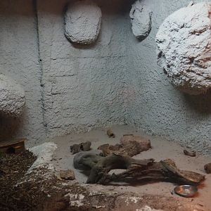 Four-toed hedgehog exhibit, 2019-08-04