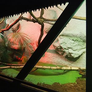 Red-tailed Boa constrictor terrarium, 2019-08-04