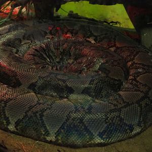 Soon to shed reticulated python (Malayopython reticulatus), 2019-08-04