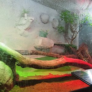 Reticulated python terrarium, 2019-08-04