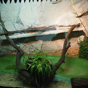 Ball python terrarium, 2019-08-04