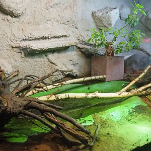 Yellow anaconda terrarium, 2019-08-04