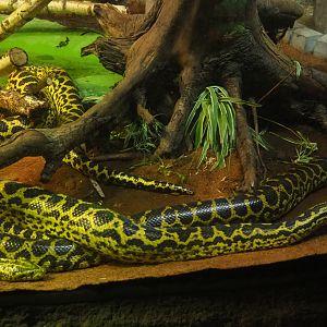 Yellow anacondas (Eunectes notaeus), 2019-08-04