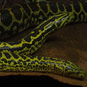 Yellow anacondas (Eunectes notaeus), 2019-08-04